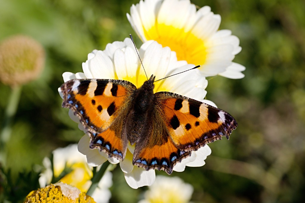 akkerranden akkerrand bloem bloemen flora hdr polder gewas landbouw biodiversiteit landschap cannabis wiet marihuana hasj hennep